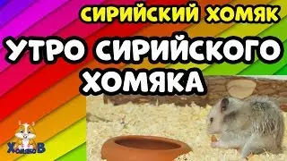 СИРИЙСКИЙ ХОМЯК. УТРО СИРИЙСКОГО ХОМЯКА @Хомки @JessLife-Pets