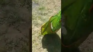 Маныч улов за пол дня 