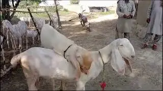 White Goat Expected to Birth Baby #goat