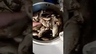 Рыба карась