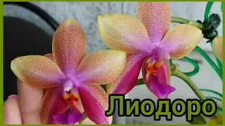 Небольшой, но рекорд🌸 #фаленопсис Лиодоро набирает мощь🌸 #орхидеи #цветы #растения #цветениеорхидей