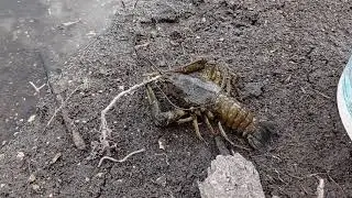 Новый дом для рачка