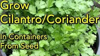 Grow Cilantro at Home in Pots - 5 Steps Seed to a Harvest - (Coriander)