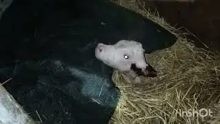 Пополнение в нашем хозяйстве