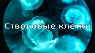 Cтволовые клетки