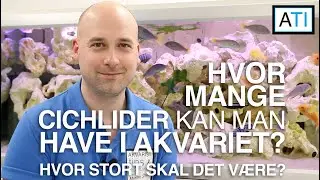 Hvor mange Malawi cichlider kan jeg have i mit akvarie og hvor stort skal akvariet være?