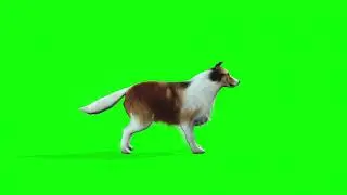 Dog Bark - Green Screen