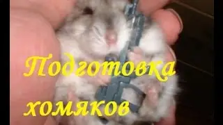Hamster and steeplechase