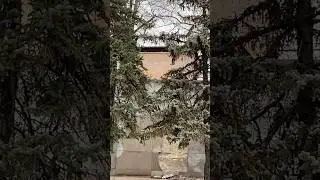 Белки в прифронтовом Николаеве