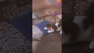 дум-тек, дум-катека-тека-тек 😂😂😂