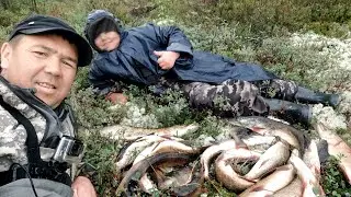 Despite the rain and wind, the fishing was a success. # Pike and perch on a spinning rod on the l...