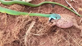 This Is Why Snakes Don’t Like Preying On Toads | Snake Messed With The Wrong Toad | Geographic Wild.