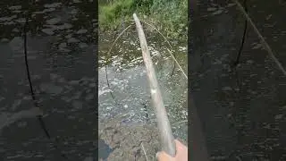 #рибалка #fishing #окунь #судак