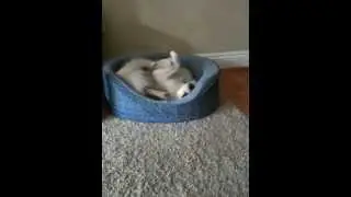 Scratching Kharma