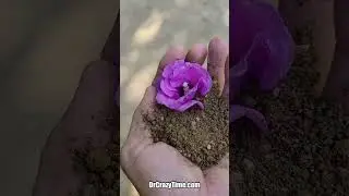 Magic of the Flower