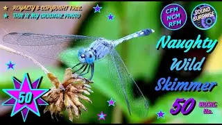 Naughty #wild Skimmer 50 | Musical #surprise of #2023 | Amazing Dragonflies | Music with Nature