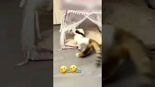 Мощный кусь. кот укусил пса за яйца🤣
