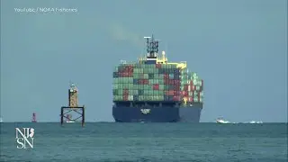 Rep. Pallone: Speeding cargo ships killing whales