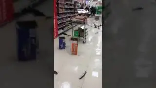 Alive fish on the floor in a SHOP!😯