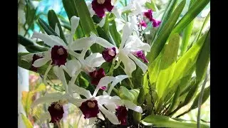 Cattleya Purpurata ll... Катлеи...