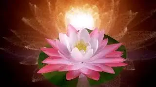 Lotus Flower Meaning And Symbolism