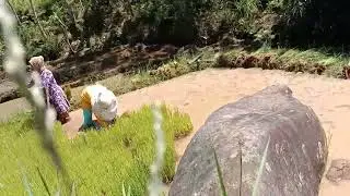 Tanam Padi Di Sawah Sama Keluarga