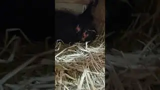 Убираемся у курочек