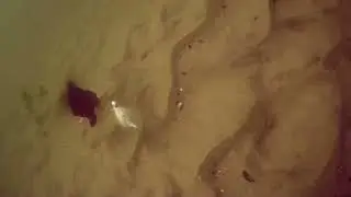 underwater view of summer flounder (fluke) fishing . buck tailing with gulp