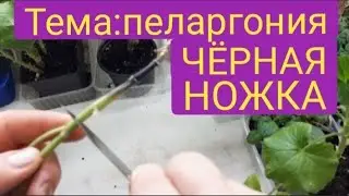 Чёрная ножка. Как лечить пеларгонию?