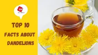Top 10 Facts About Dandelions | Health Tips | Sky World