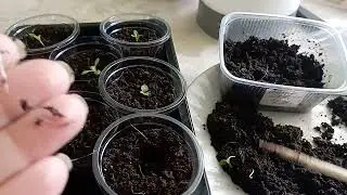 Астра Альпийская
