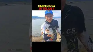 Lure casting hampala ditelan telak !! #lurecasting #umpancasting