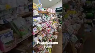 Реанимация замерших саженцев Роз! Скоро большое видео об этом!❤️🌹