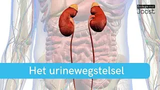 Het urinewegstelsel | De nieren en de blaas | Creatief met Biologie