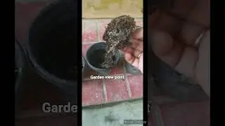 Grow plant from cutting/ winter flower plant from cutting/ Garden view point