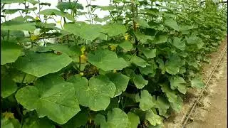 Выращивание огурцов проблемы