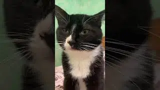 😁😁😁 #мейнкун #безкотажизньнета #cat #кот #котики