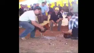 MUERE UN HOMBRE POR UN GALLO DE PELEA