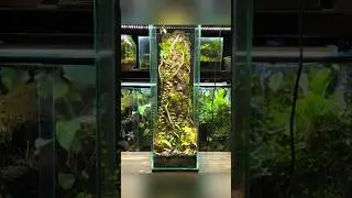 Building My Praying Mantis a Tree Trunk Terrarium! 🪵🌱