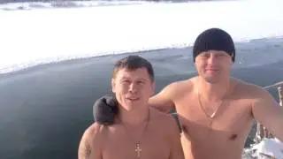 Моржи
