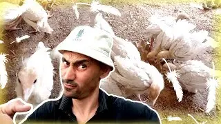 Бу йил яна бройлер курка жўжаларини олдик