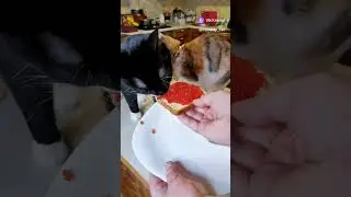 Еда Богатых и Бедных КОТОВ
