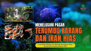 PASAR SUMENEP || Beragam Ikan & Terumbu Karang Hias 🐠✨