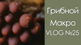 Грибной МакроVLOG №25 / 11.11.2020