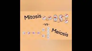 Mitosis and Meiosis | Cell Division | Difference between Mitosis and Meiosis