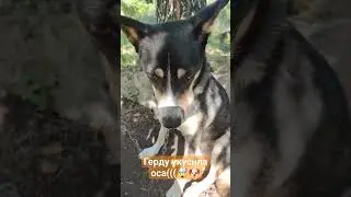 Собаку Герду укусила оса ((( 