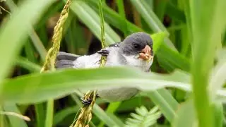 Chorão / Sporophila leucoptera - Macho 🙂