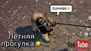 Игра «отдай палочку» | Летняя прогулка с собакой!