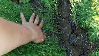 Шикарный лен по пахоте! Ветвление, инсектицидная обработка!