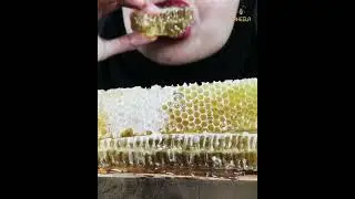 COBAIN SARANG MADU SAHEELA